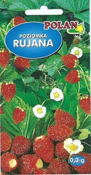 POZIOMKA POZIOMKA