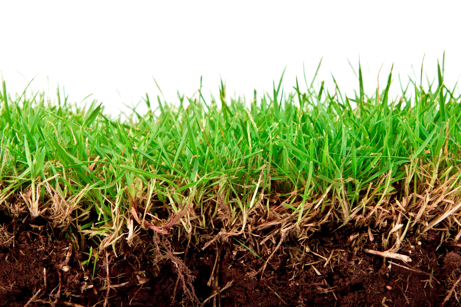 Zakładasz trawnik na wiosnę - wybierz mieszankę traw odpowiednią do Twojego ogrodu. Sklep internetowy LUBAR
